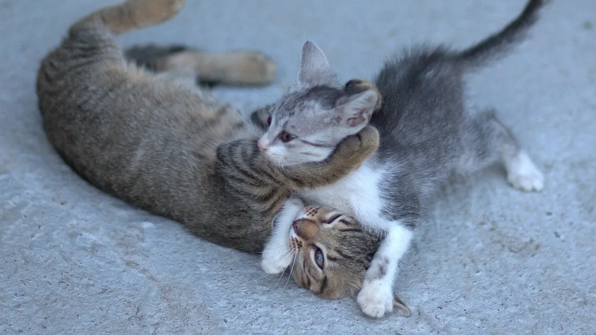 Aggression And Play Biting
