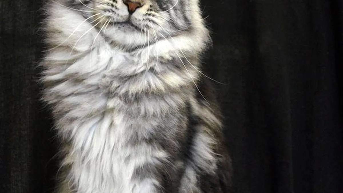 Black Maine Coon