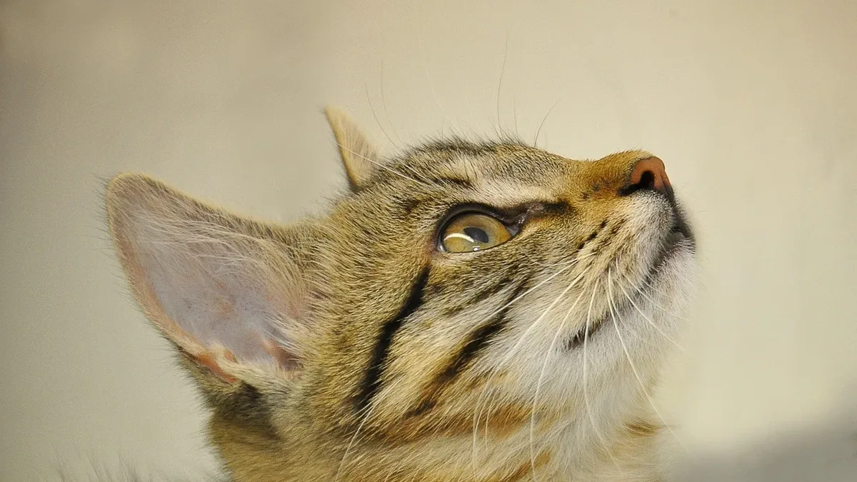 Body Language And Tail Signals