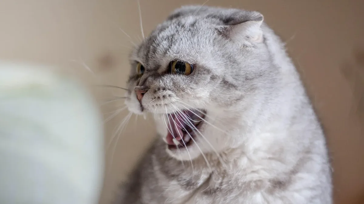 A gray cat with its mouth open, possibly meowing or hissing, in a room with a blurred background.