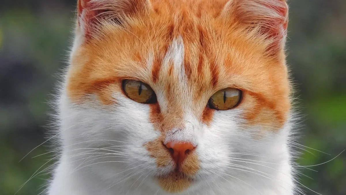 The head and upper torso of an orange and white domestic shorthair cat with yellow eyes, a pink nose, and white whiskers.