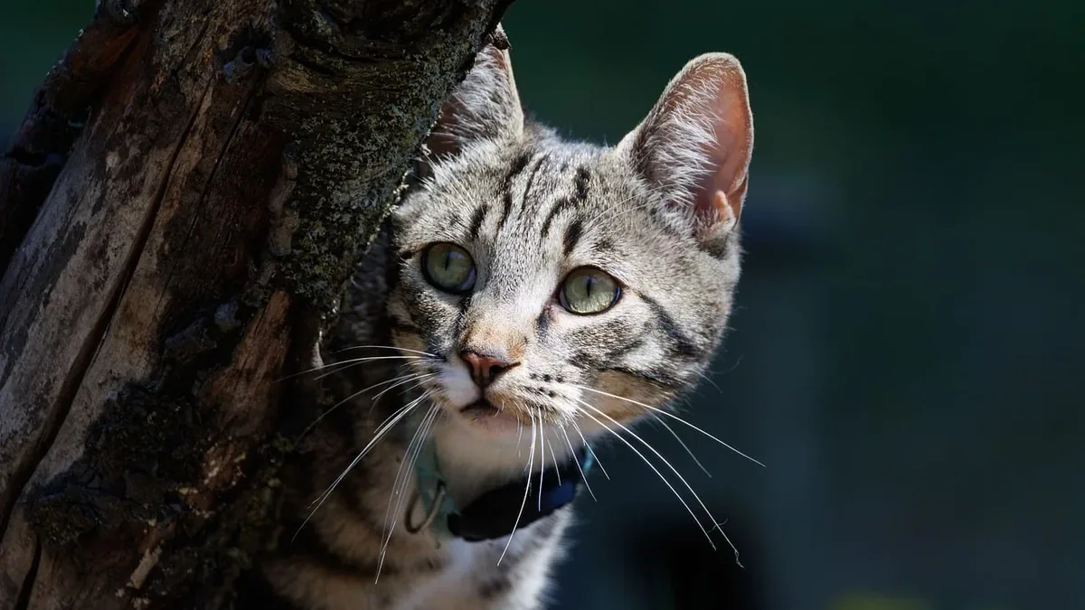 A cat with light gray fur and darker gray stripes, peering out from behind a tree trunk.