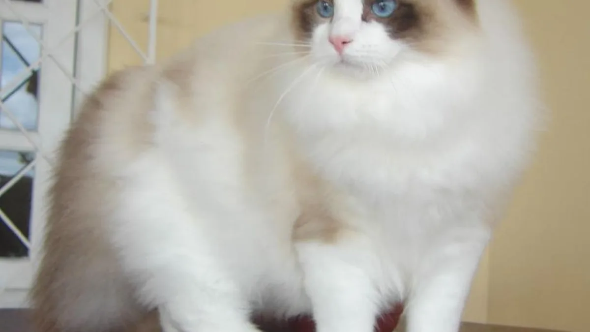 Ragdoll