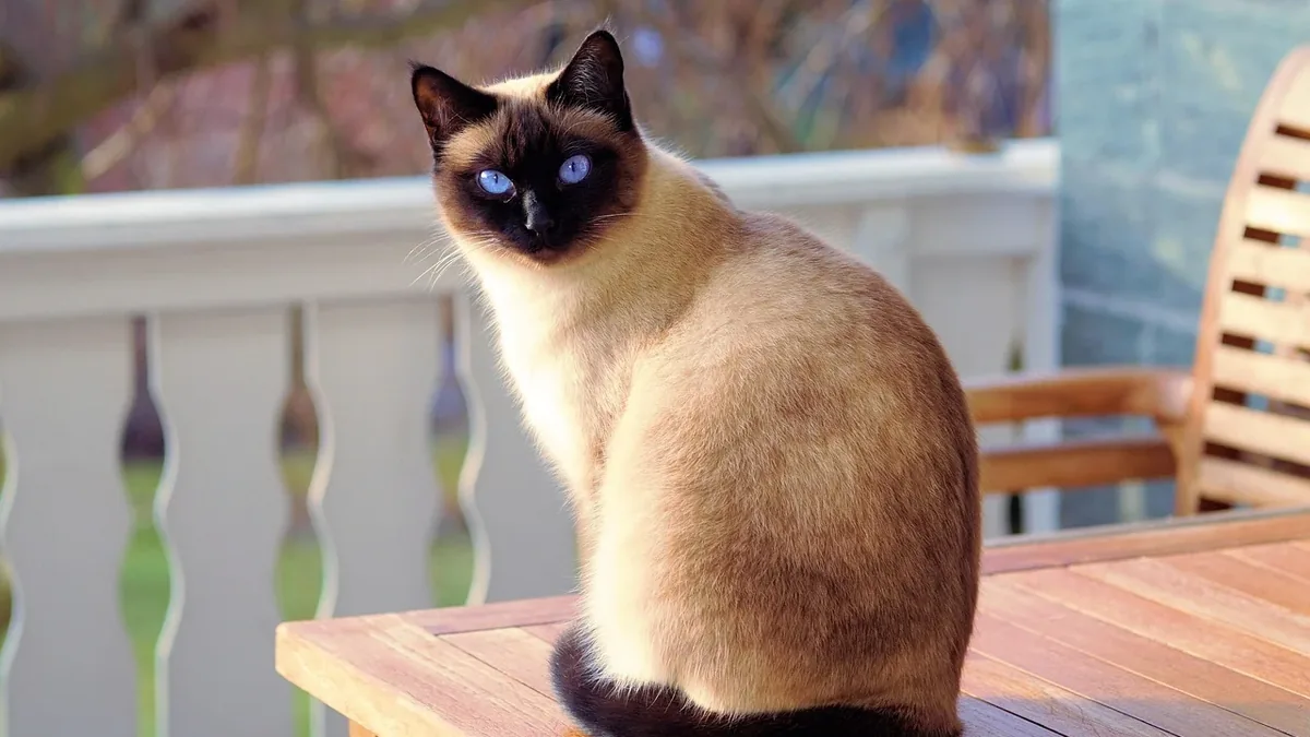 Siamese