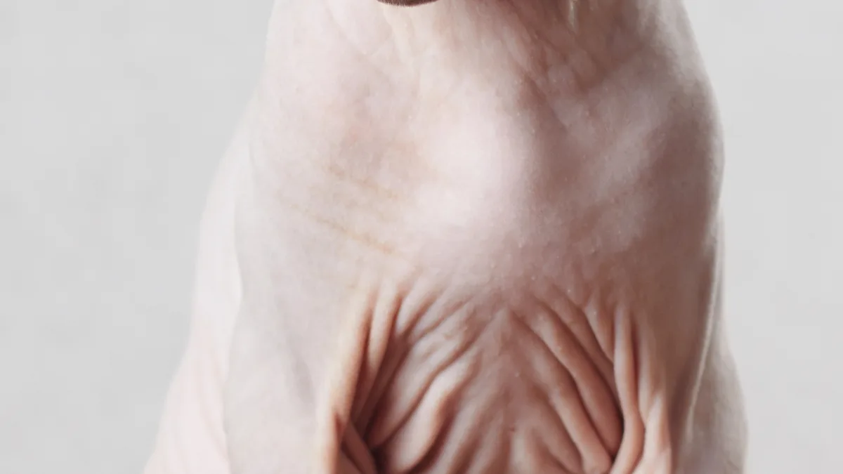 Sphynx