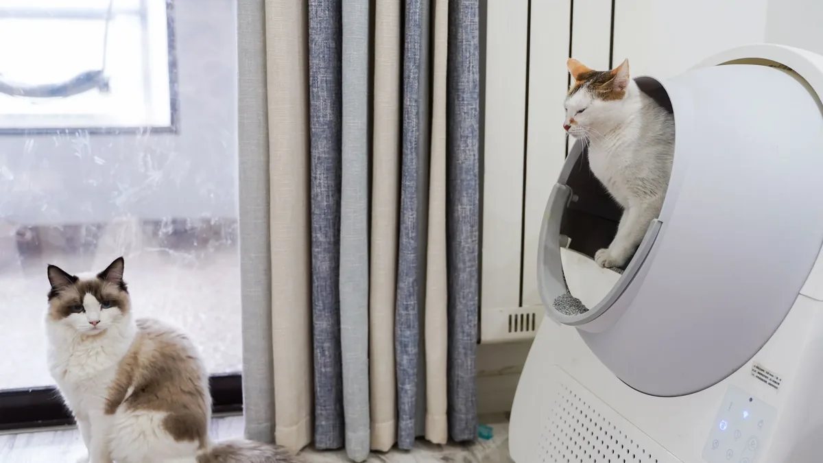 Two cats in a room with a window, one sitting on the floor and the other inside a white litter box.