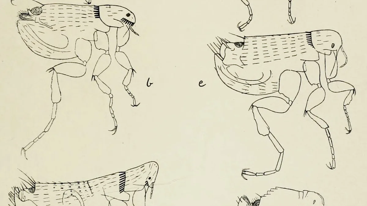 Fleas