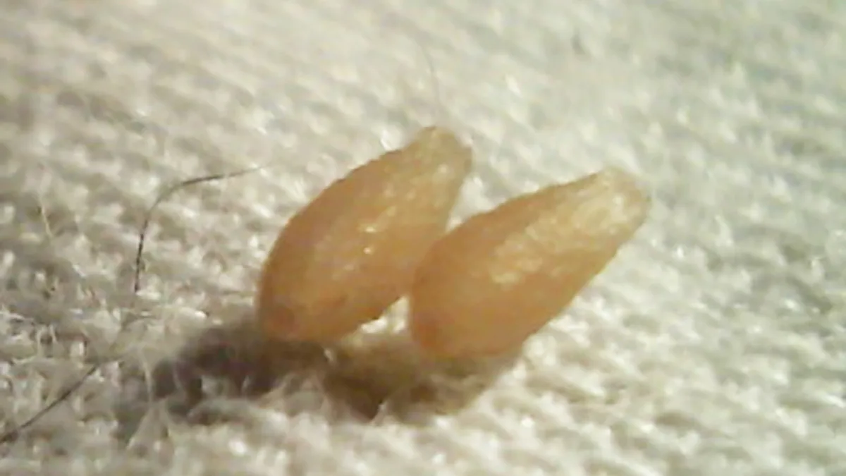 Tapeworm