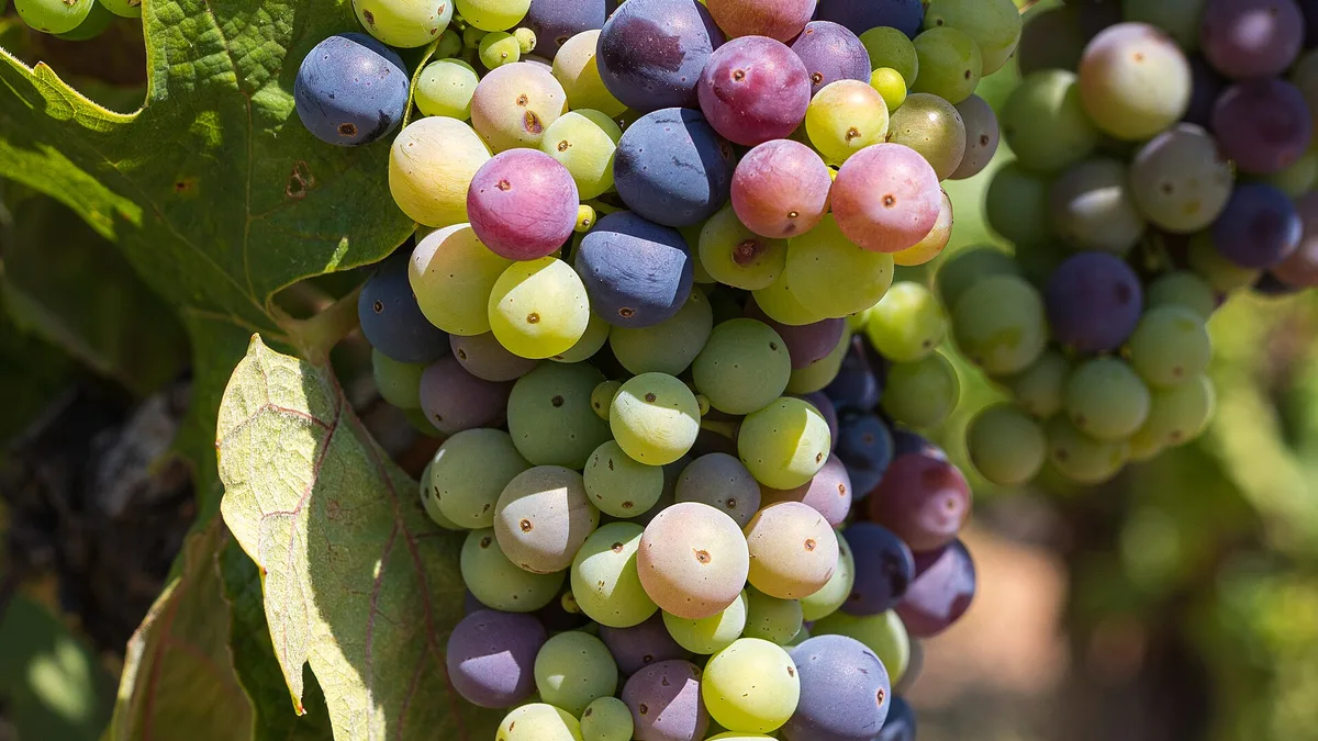 Grapes And Raisins