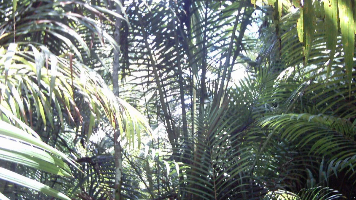 Sago Palm