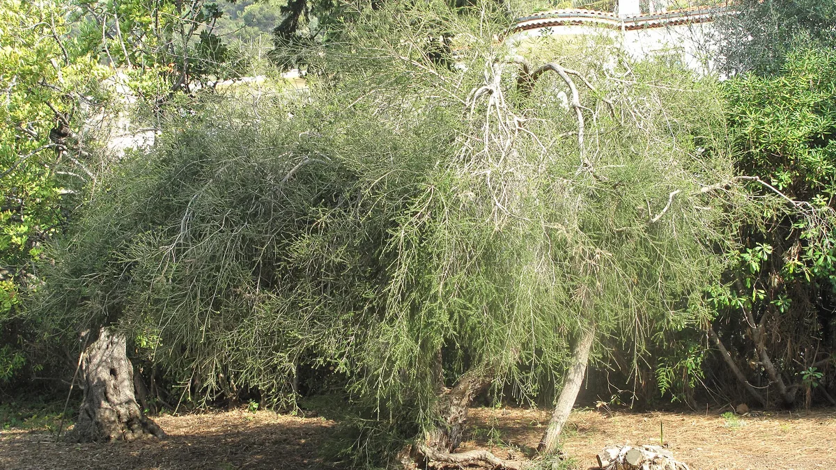 Tea Tree Oil